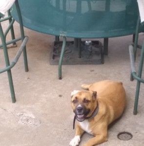 Meet your Posher, Steve